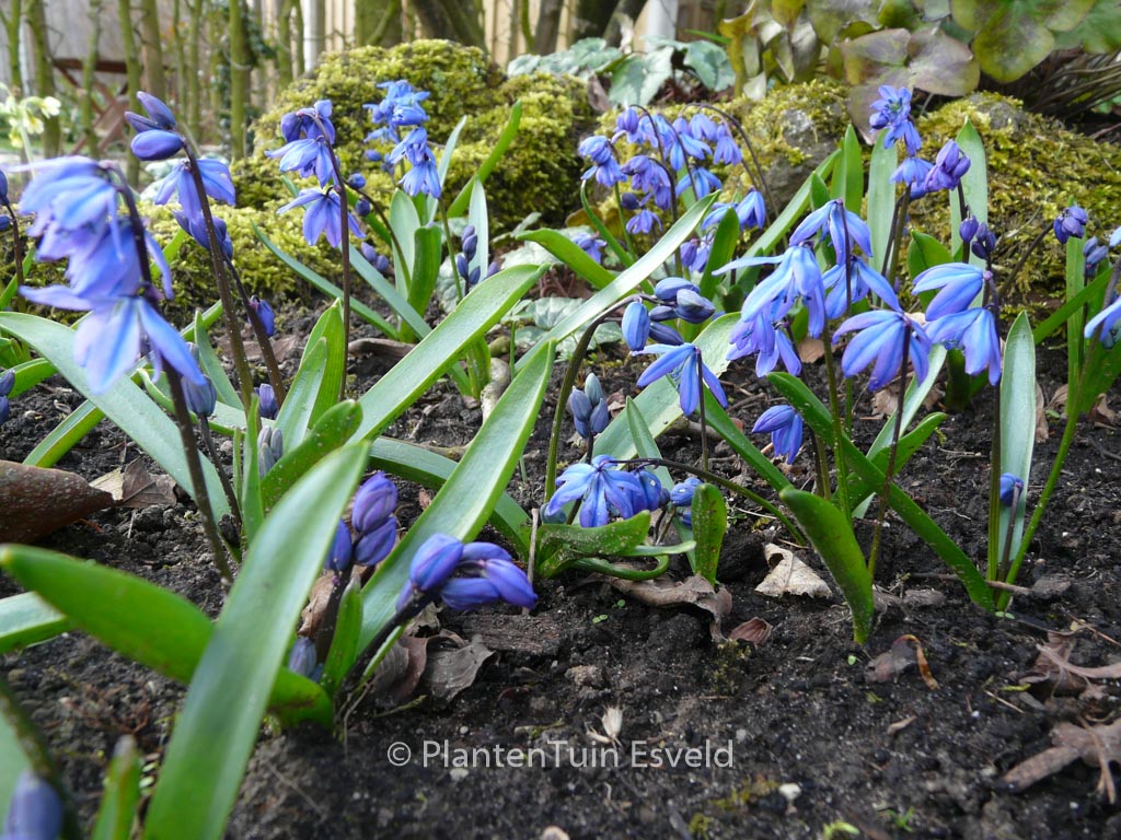 Scilla siberica