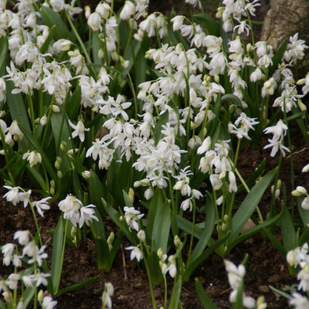 Scilla sibirica ‚Alba‘