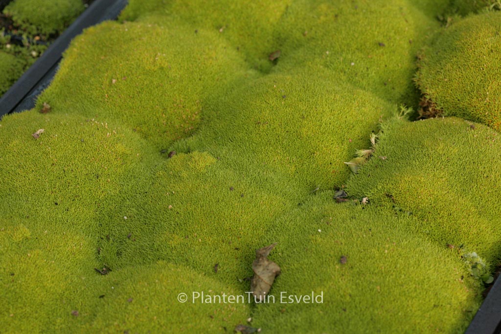 Scleranthus uniflorus