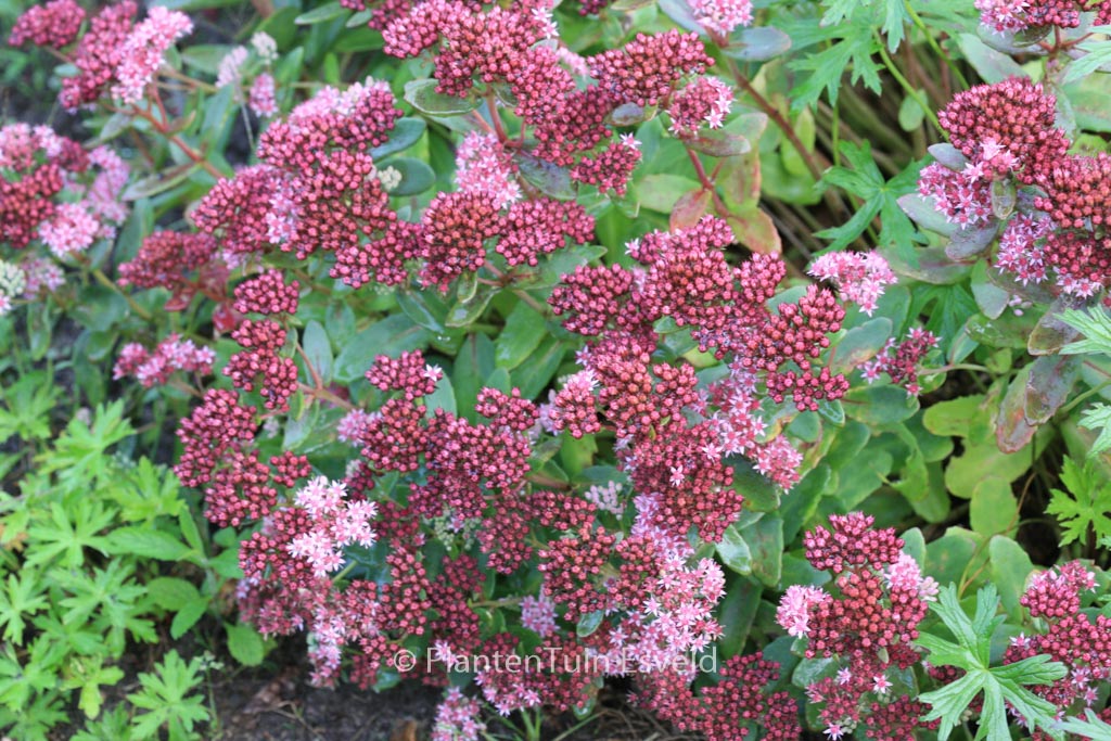 Sedum ‚Abbey Dore‘