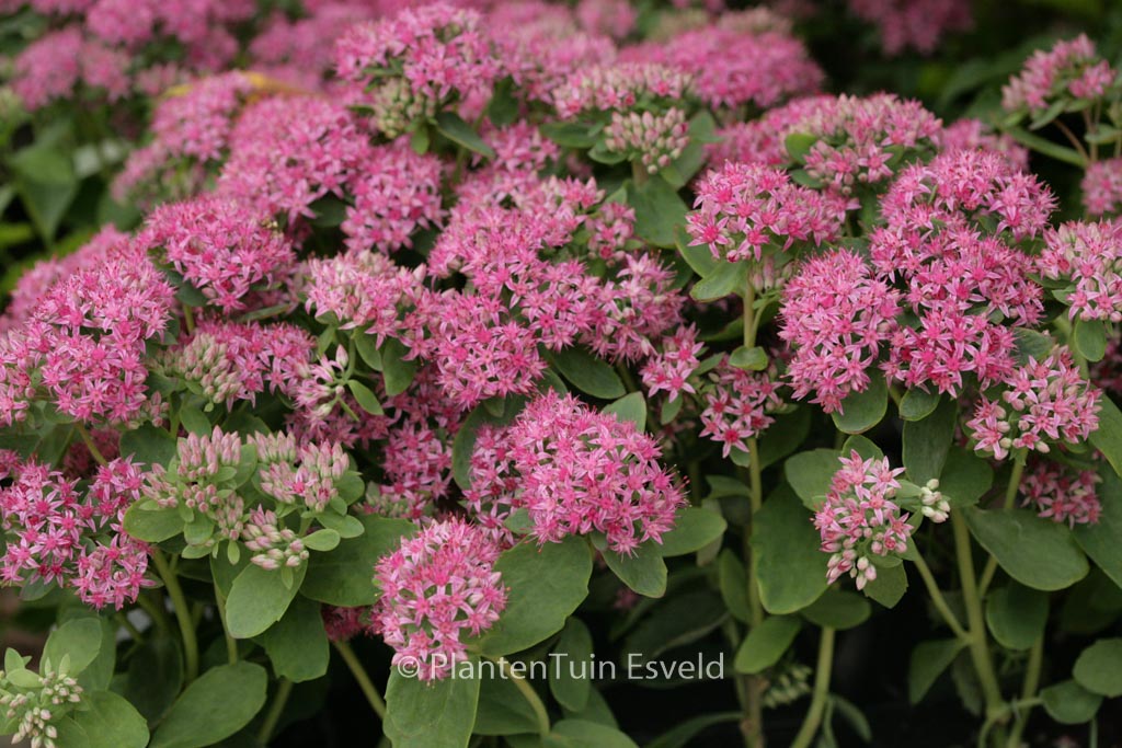 Sedum ‚Carl‘
