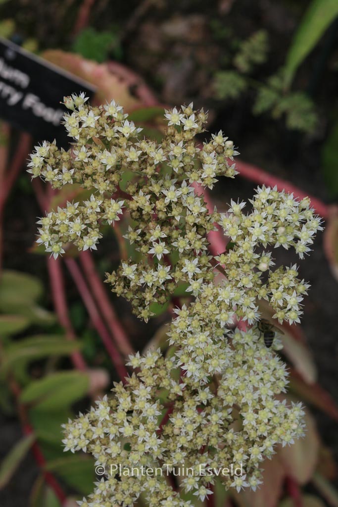 Sedum ‚Gooseberry Fool‘