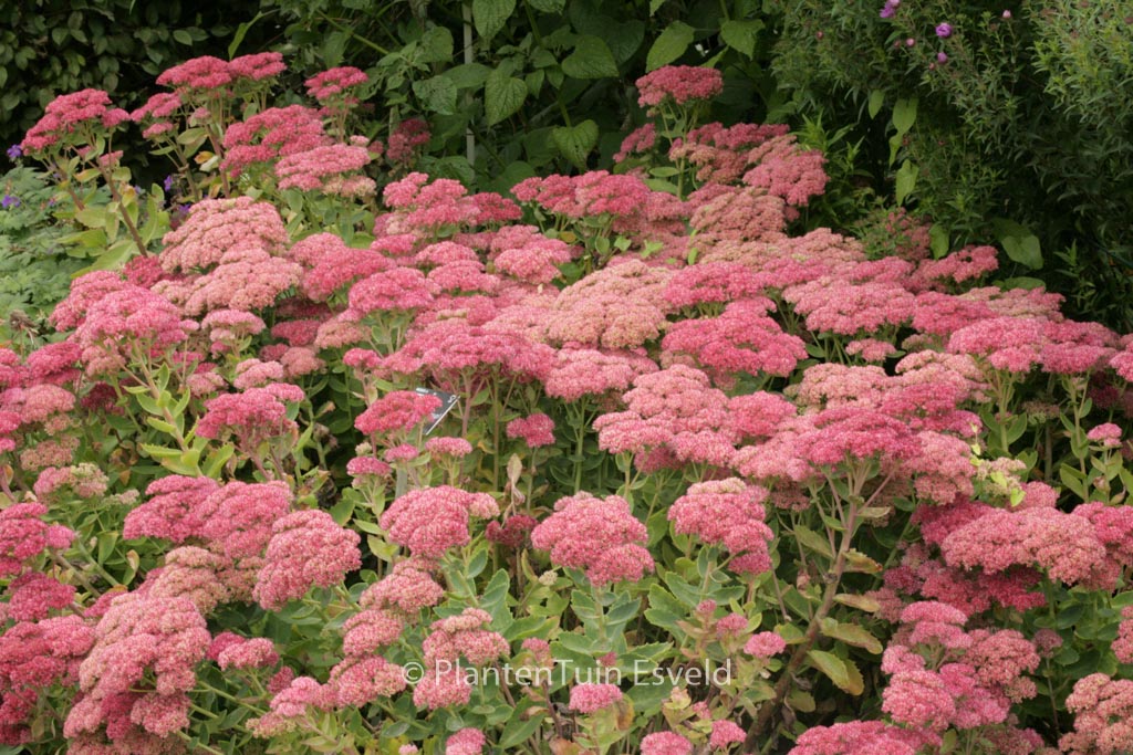 Sedum ‚Herbstfreude‘