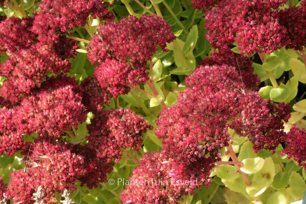 Sedum ‚Indian Chief‘