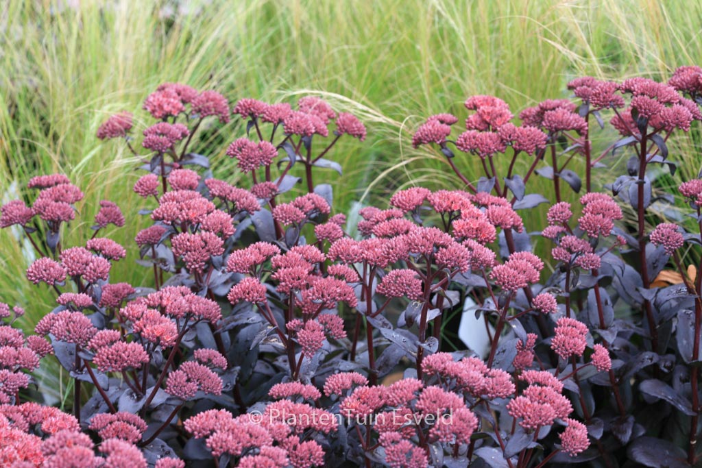 Sedum ‚Jose Aubergine‘