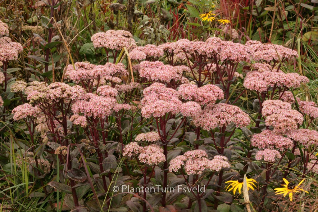 Sedum ‚Matrona‘