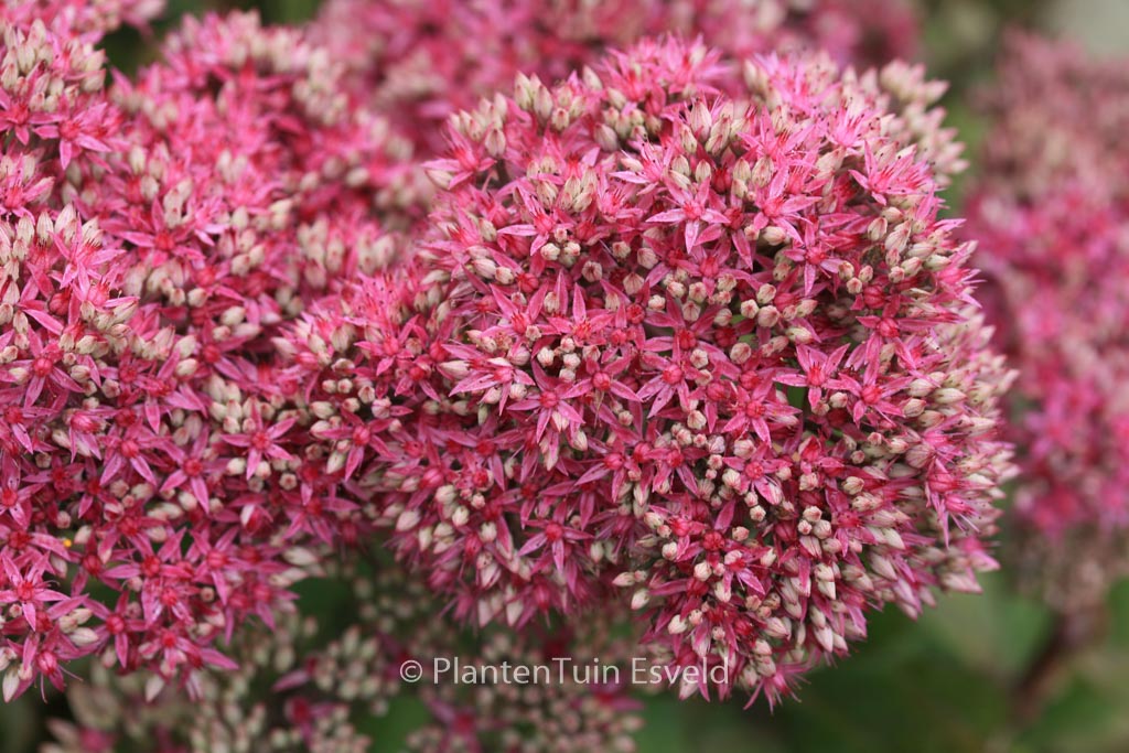 Sedum ‚Mr. Goodbud‘