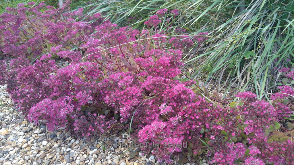Sedum ‚Robustum‘