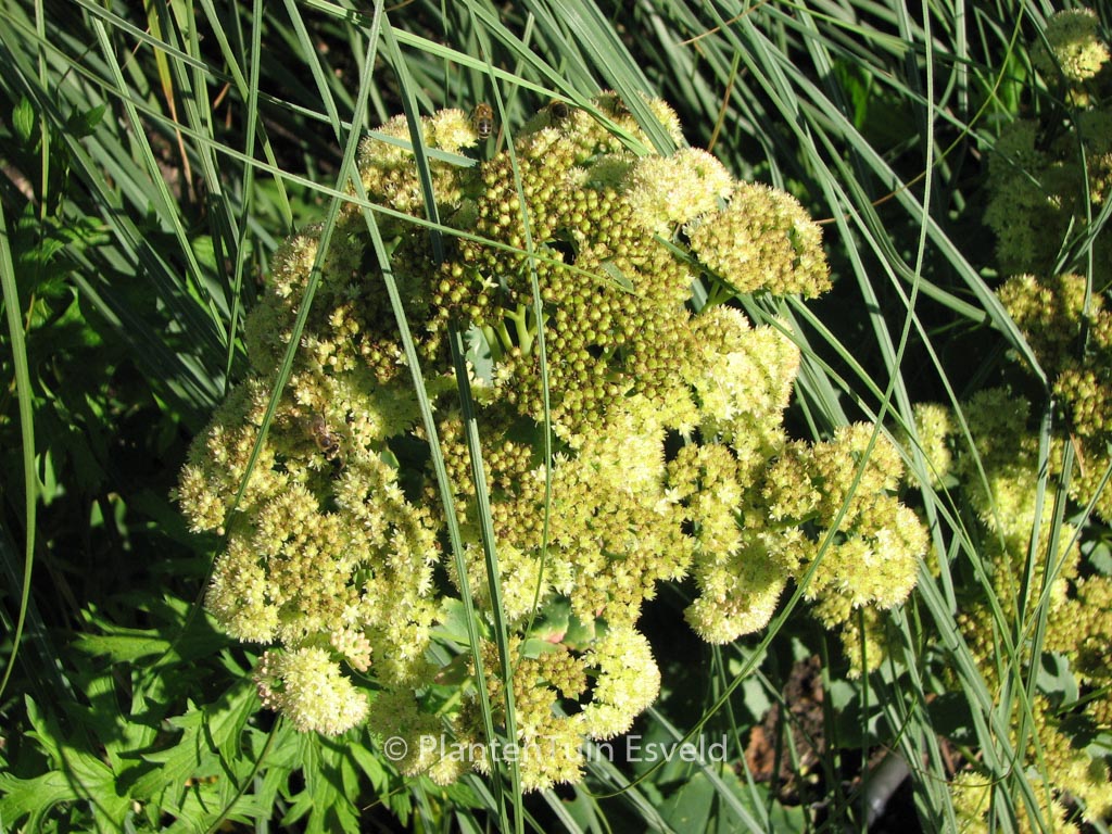 Sedum ‚Sunkissed‘
