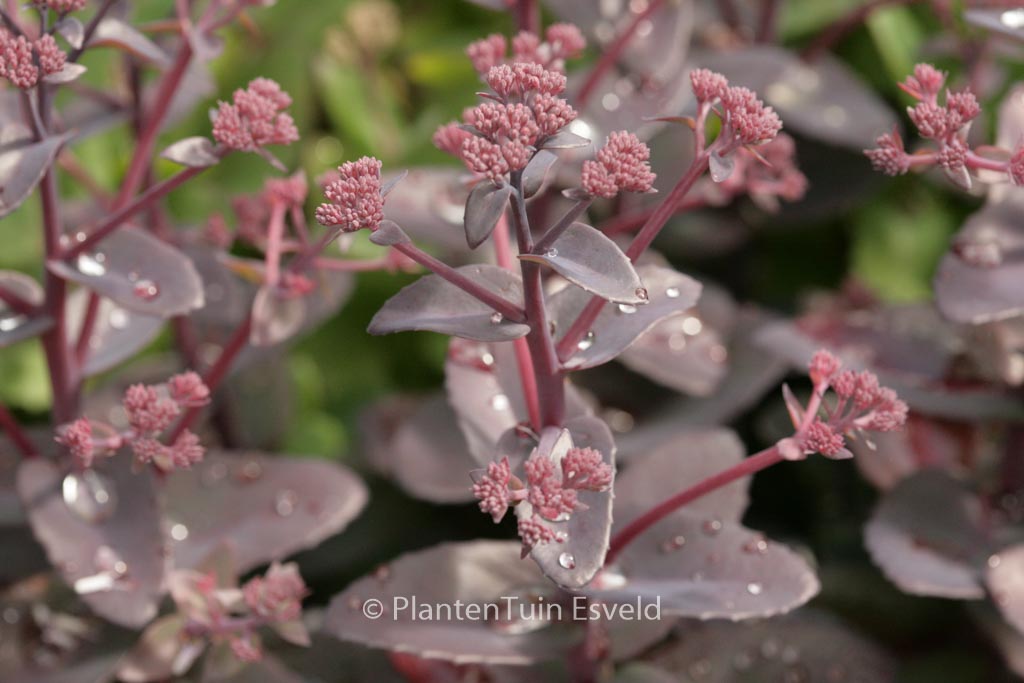 Sedum ‚Xenox‘