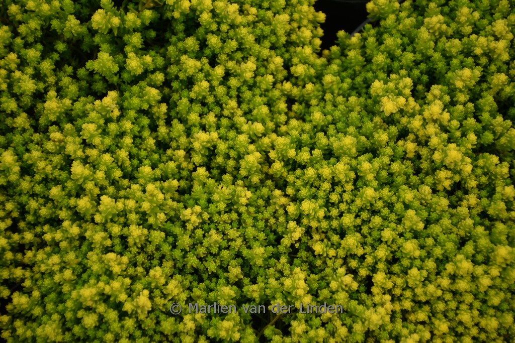 Sedum acre ‚Yellow Queen‘