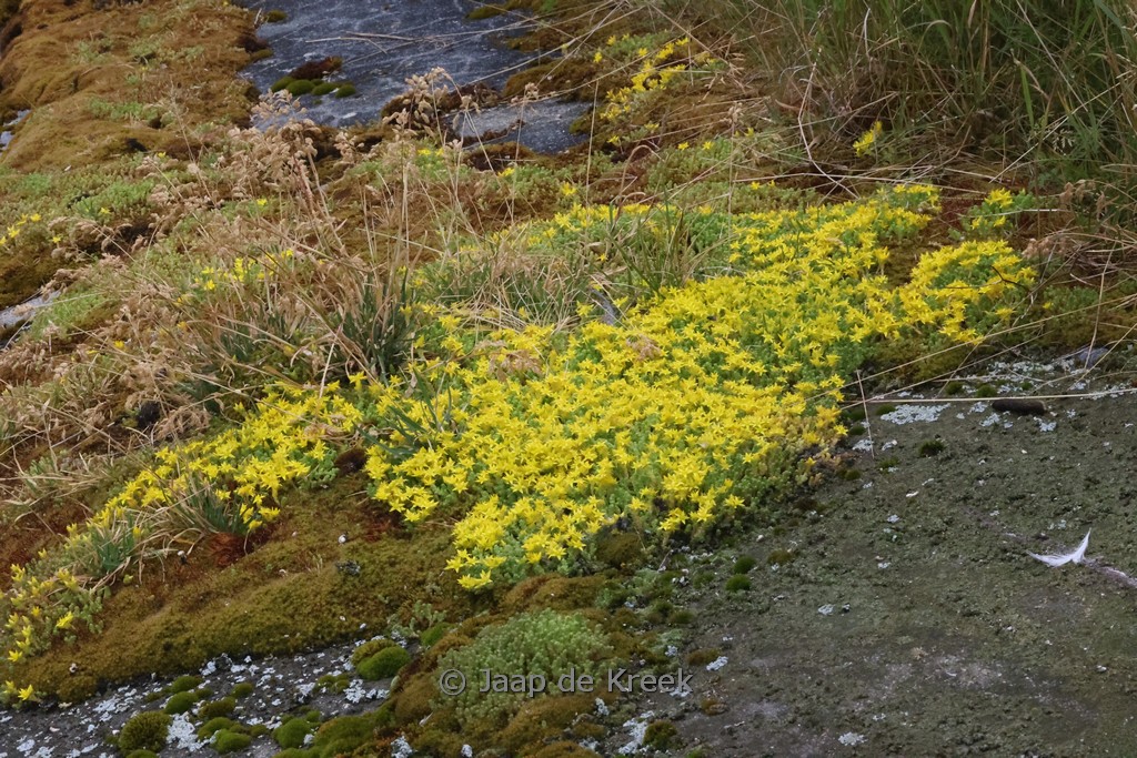 Sedum acre