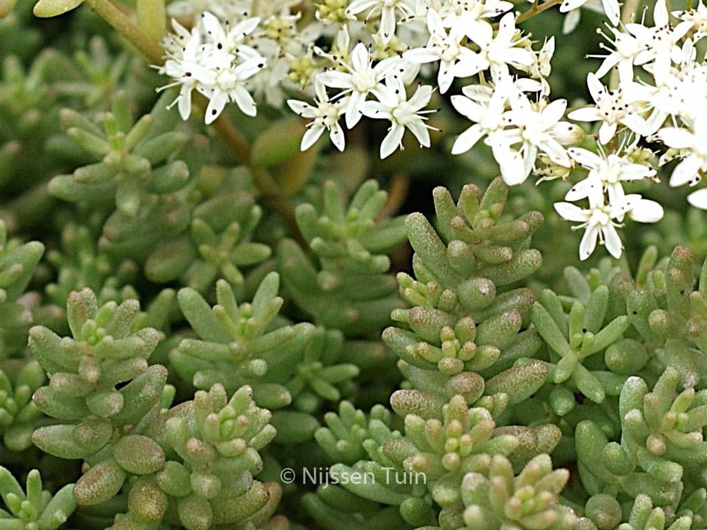 Sedum album ‚Coral Carpet‘