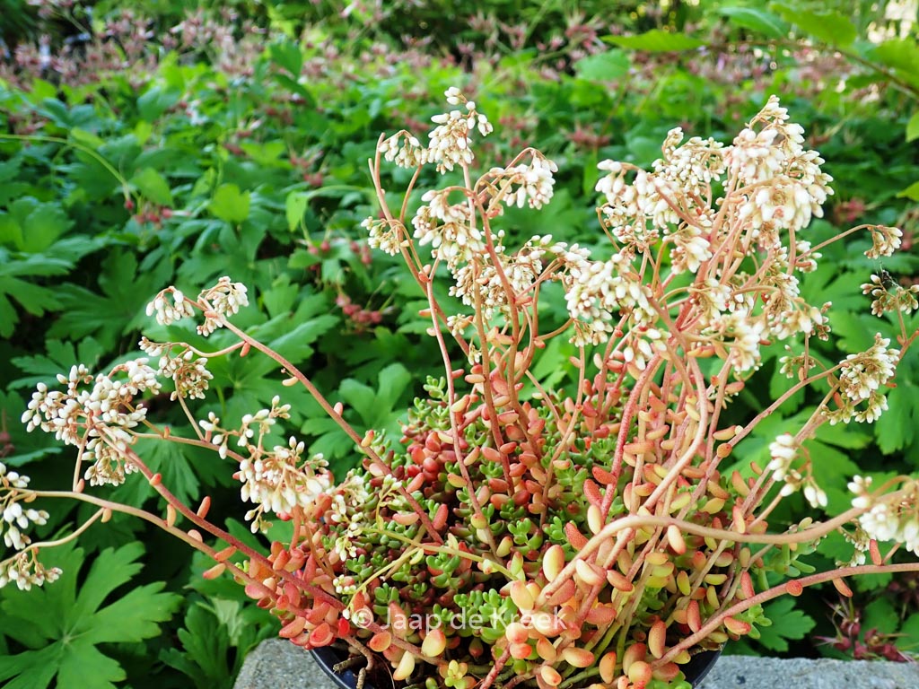Sedum album ‚Laconicum‘