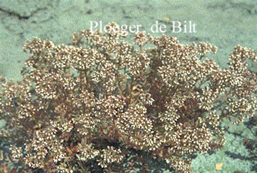 Sedum album ‚Murale‘