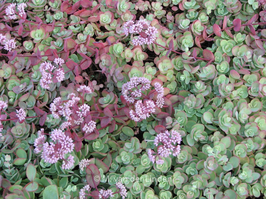 Sedum cauticolum ‚Lidakense‘