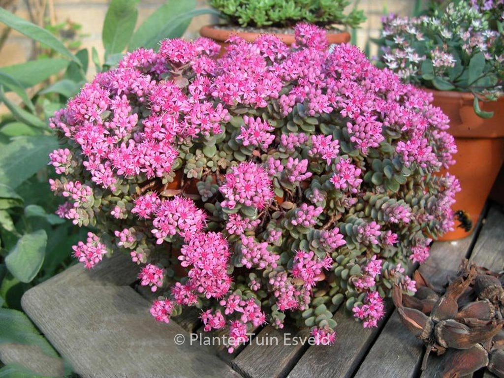 Sedum cyaneum ‚Rosenteppich‘