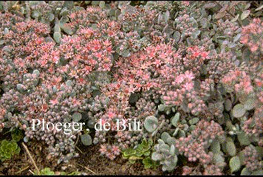 Sedum cyaneum ‚Sachalin‘