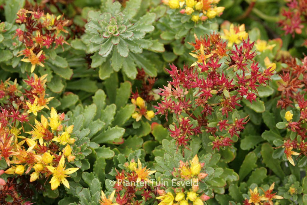 Sedum floriferum ‚Weihenstephaner Gold‘