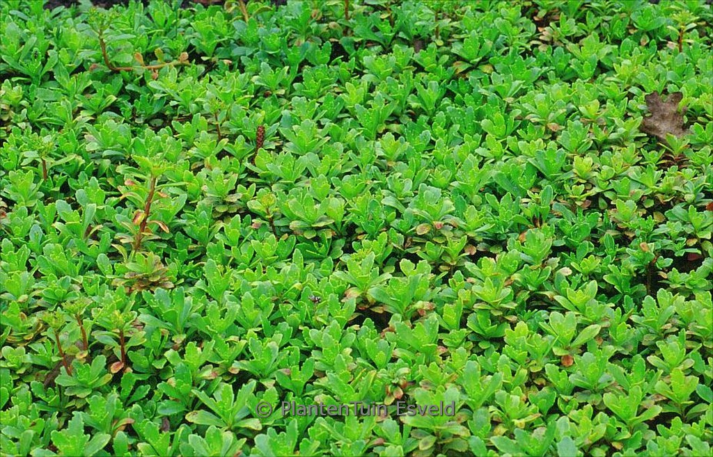 Sedum hybridum ‚Inmmergrünchen‘