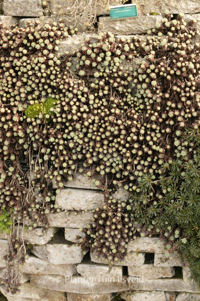 Sedum pachyclados