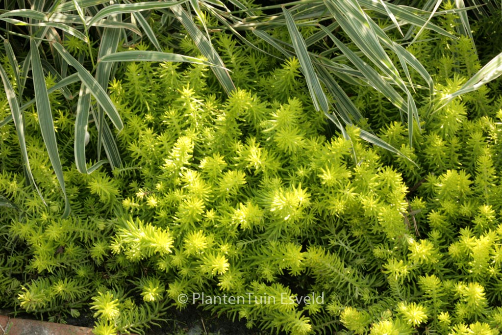Sedum reflexum ‚Angelina‘