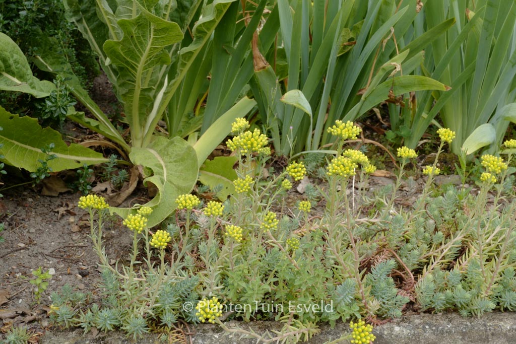 Sedum sexangulare