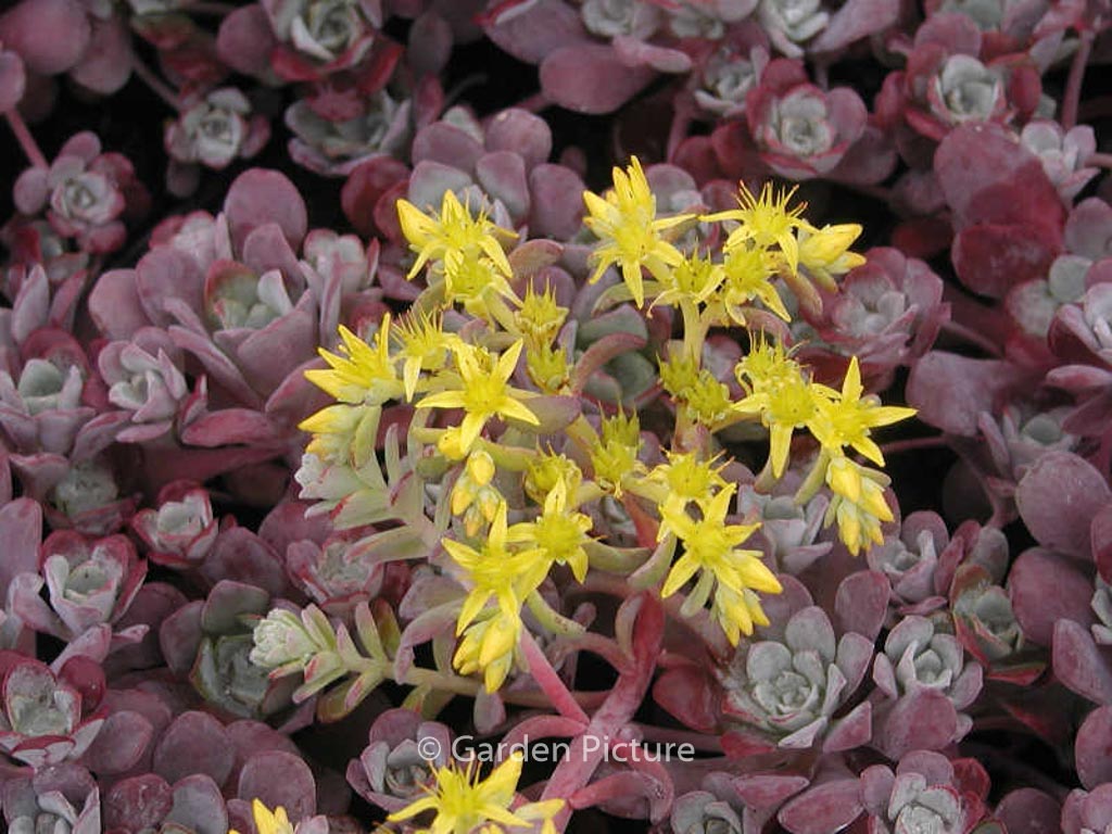 Sedum spathulifolium ‚Purpureum‘