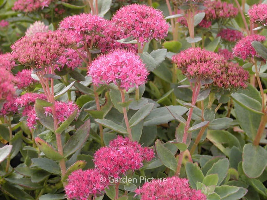 Sedum spectabile ‚Brilliant‘