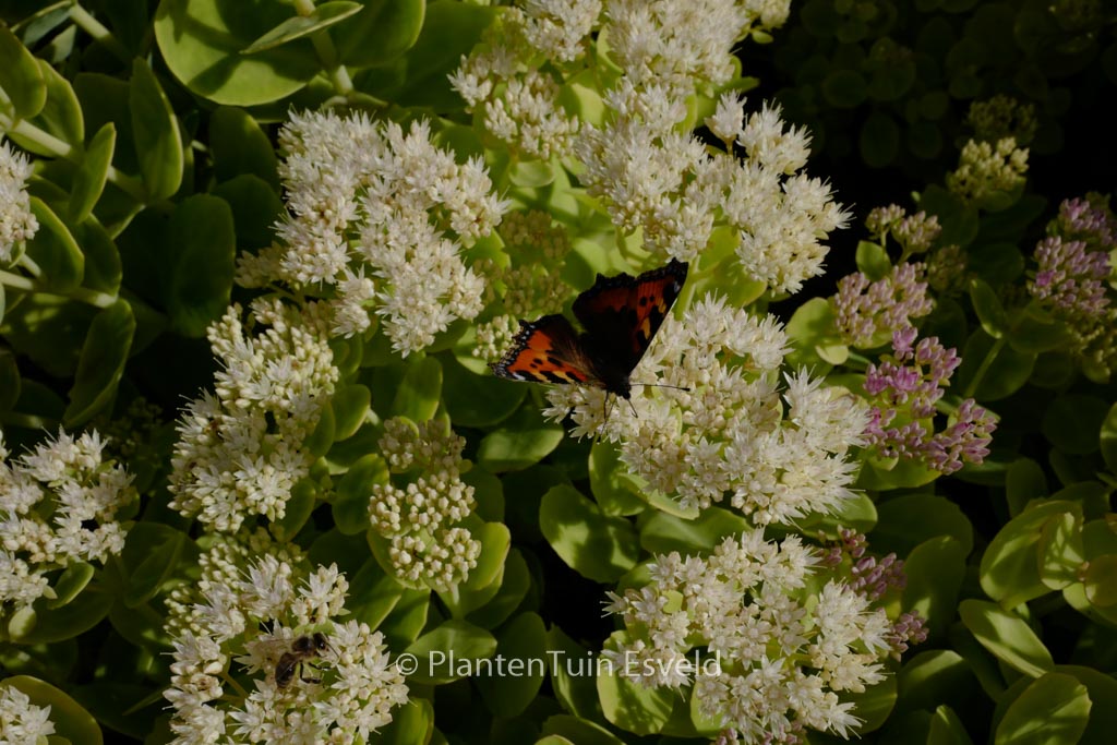 Sedum spectabile ‚Iceberg‘