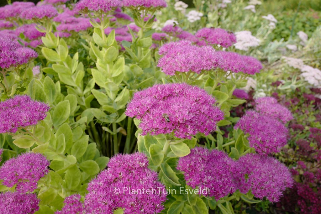 Sedum spectabile ‚Meteor‘
