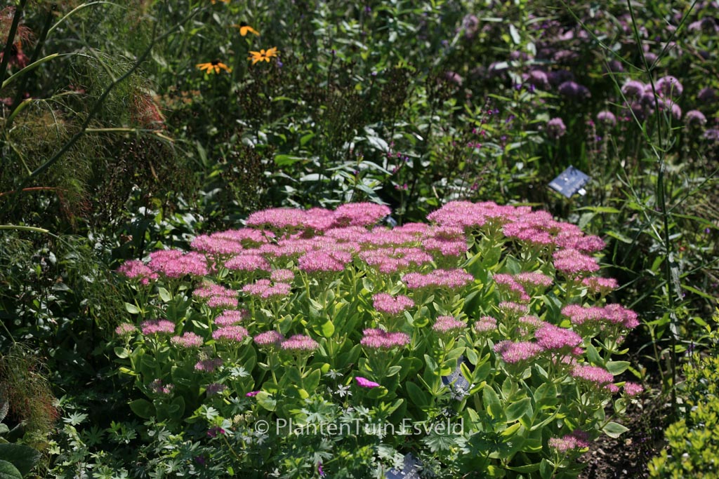 Sedum spectabile ‚Rosenteller‘