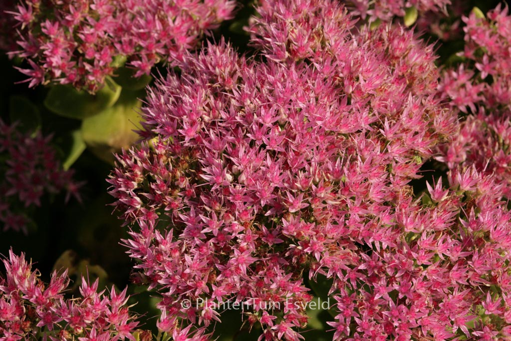 Sedum spectabile ‚Septemberglut‘