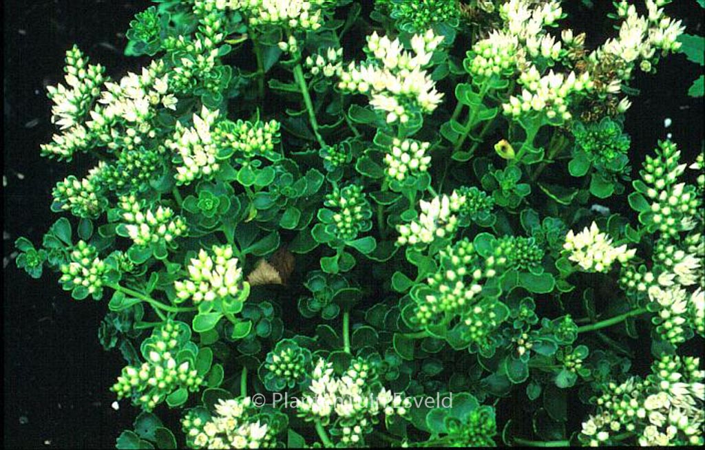 Sedum spurium ‚Album‘