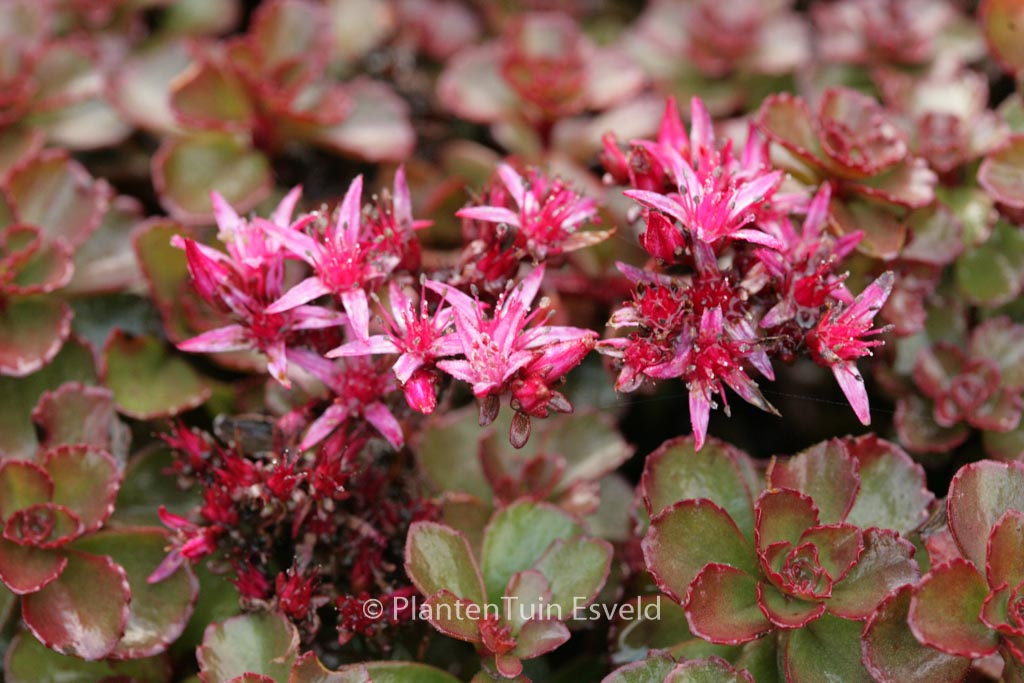 Sedum spurium ‚Fuldaglut‘