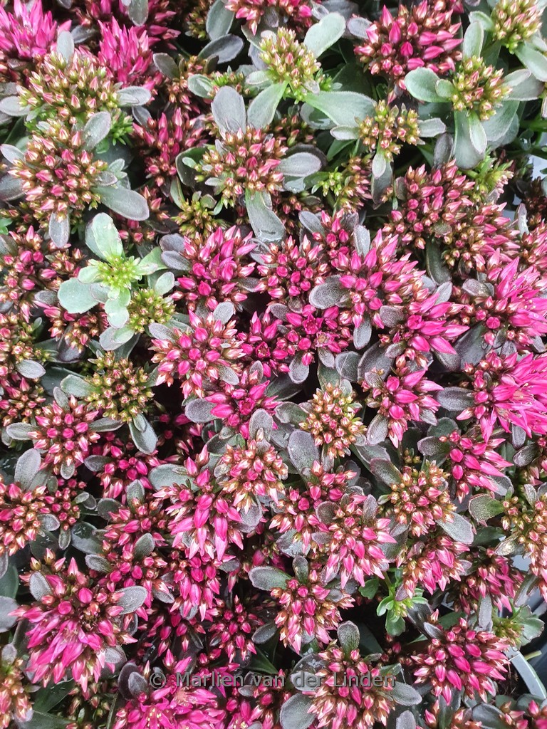 Sedum spurium (SPOT ON) ‚Deep Rose‘