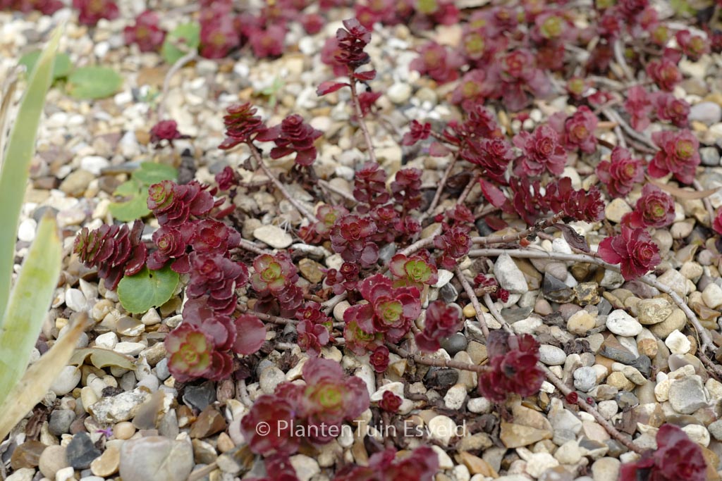 Sedum spurium ‚Schorbusser Blut‘