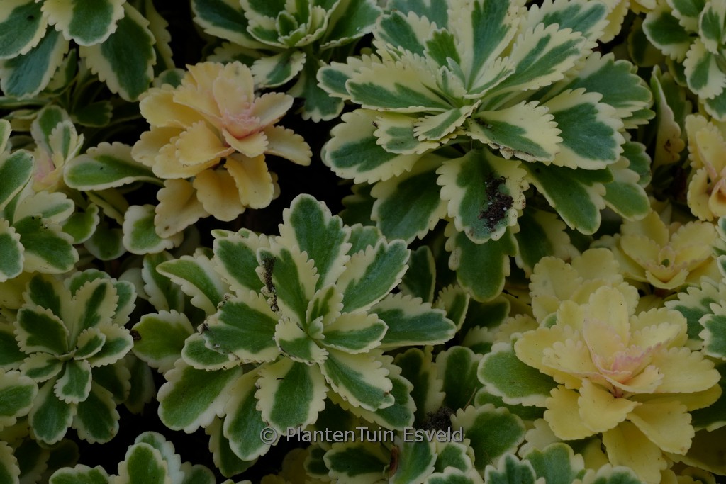 Sedum takesimense ‚Nonsitnal‘ (ATLANTIS)