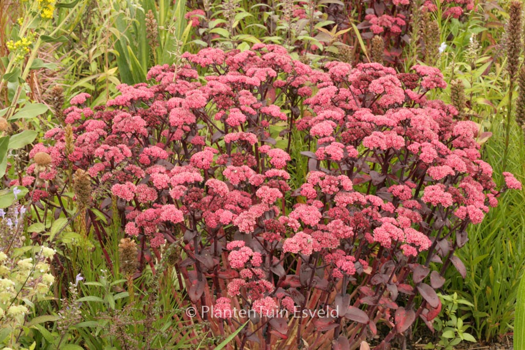 Sedum telephium ‚Karfunkelstein‘