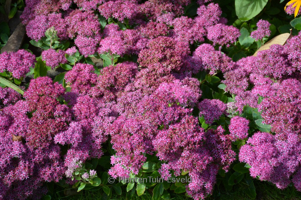 Sedum telephium ‚Munstead Dark Red‘