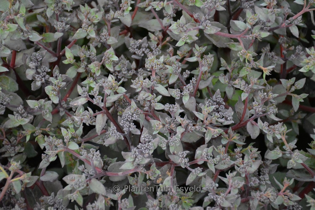 Sedum telephium ‚Seduction Rose Soiree‘