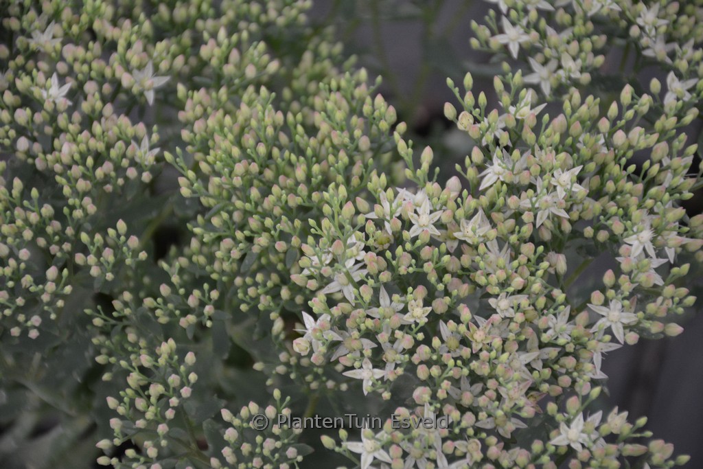 Sedum telephium ‚Thunderhead‘