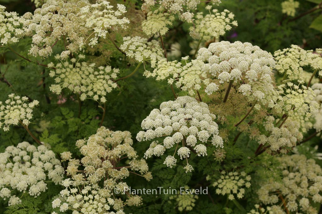 Selinum wallichianum