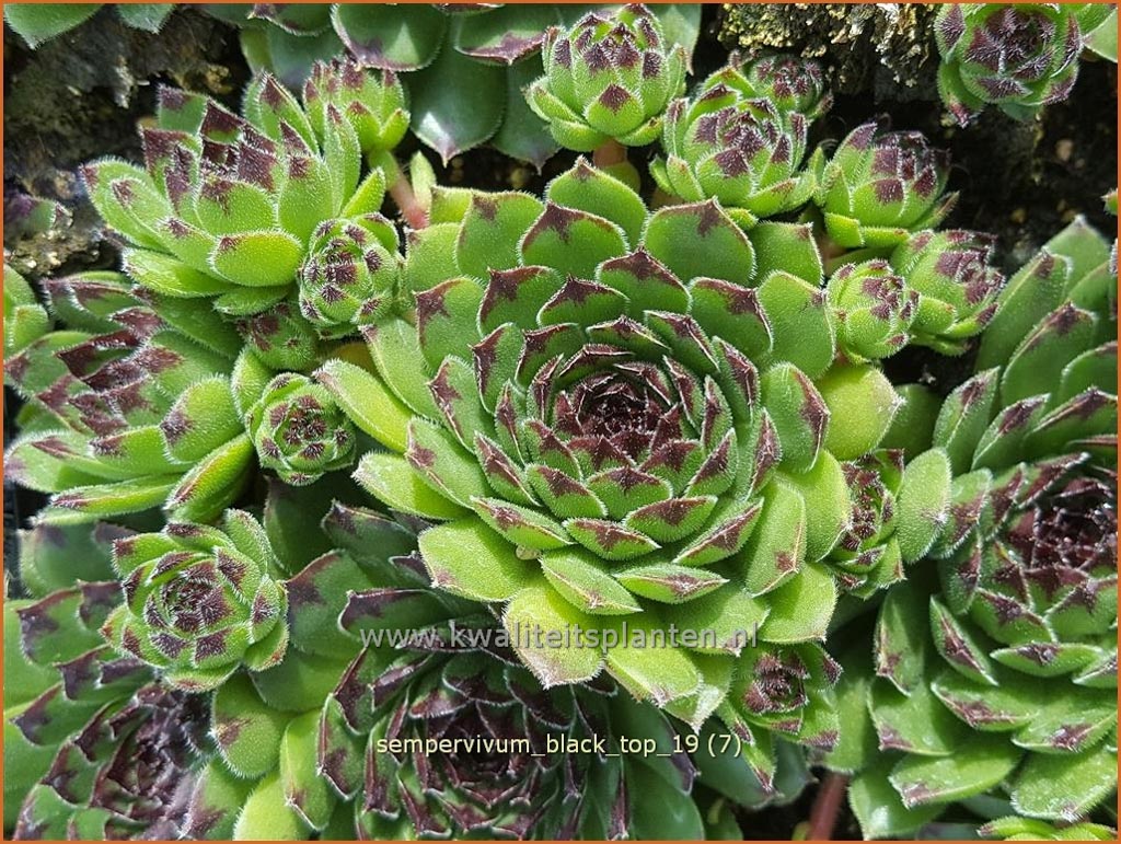 Sempervivum ‚Black Top‘