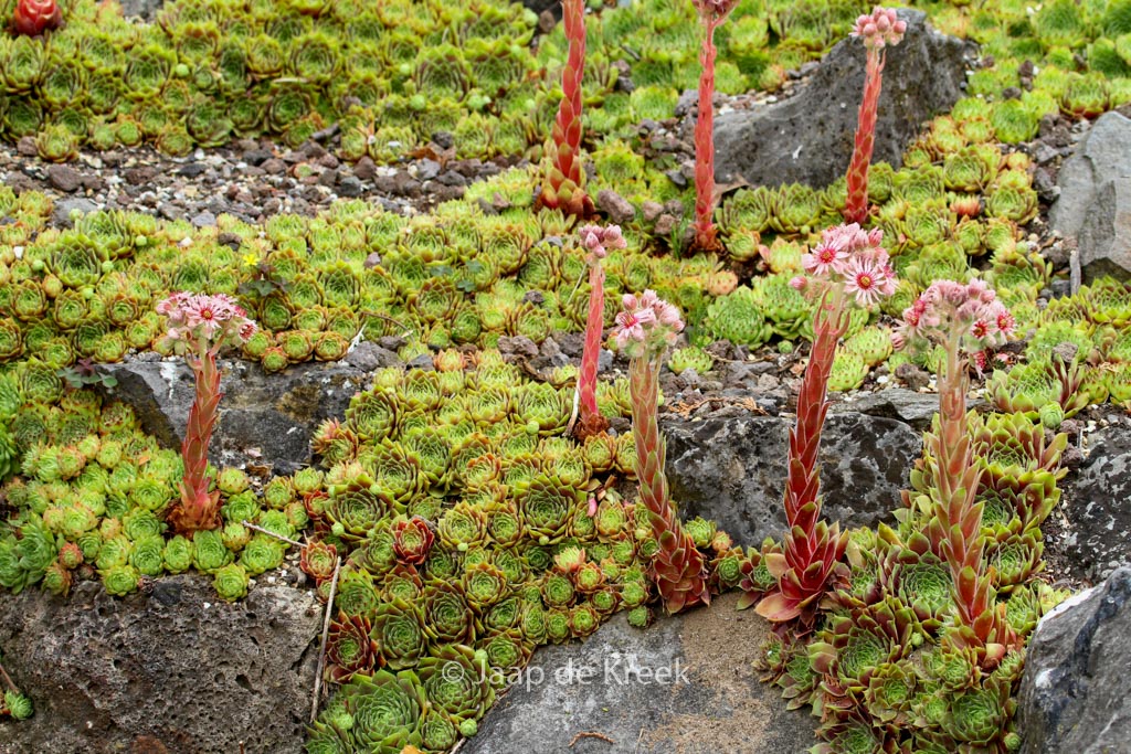 Sempervivum ‚Commander Hay‘