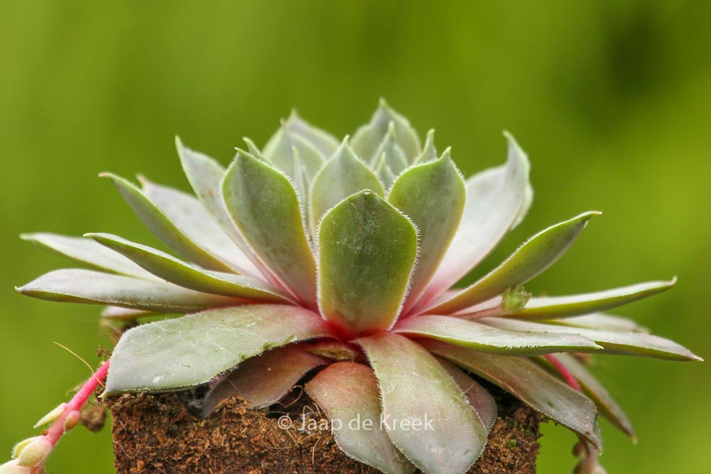 Sempervivum ‚Feldmaier‘