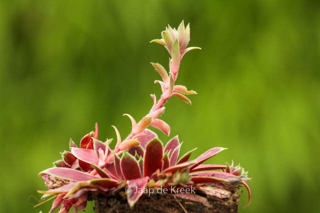 Sempervivum ‚Lipari‘