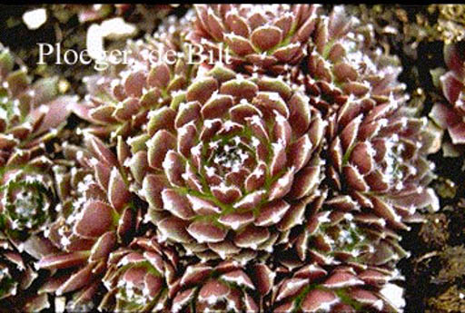 Sempervivum ‚Silberkarneol‘