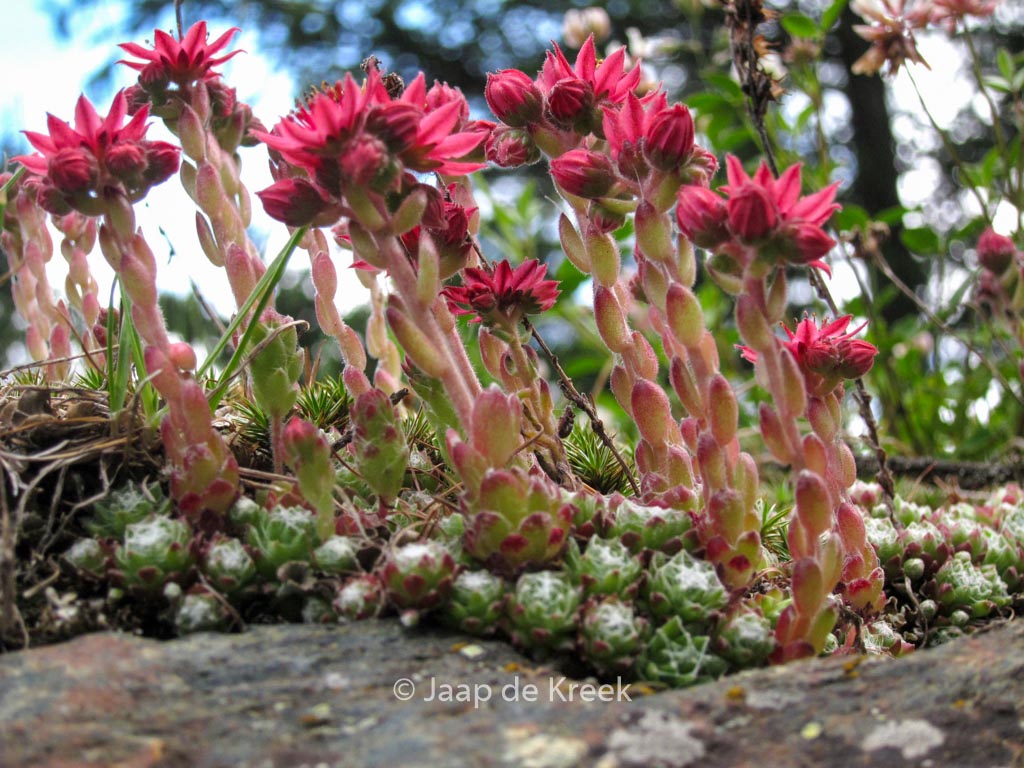 Sempervivum arachnoideum