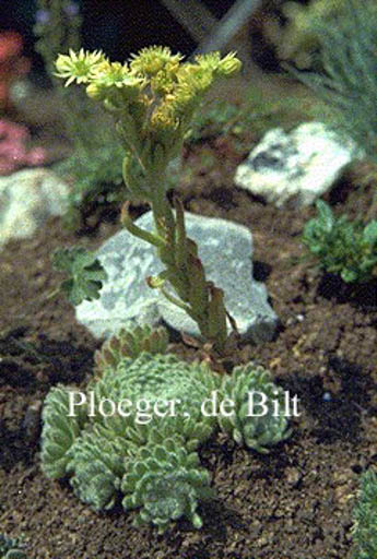 Sempervivum ciliosum var. borisii